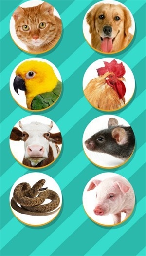 pet translator-图2