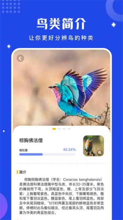 鸟语语言翻译器-图2
