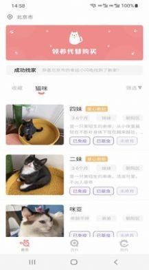 小猫先生-图1