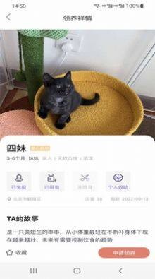 小猫先生-图3