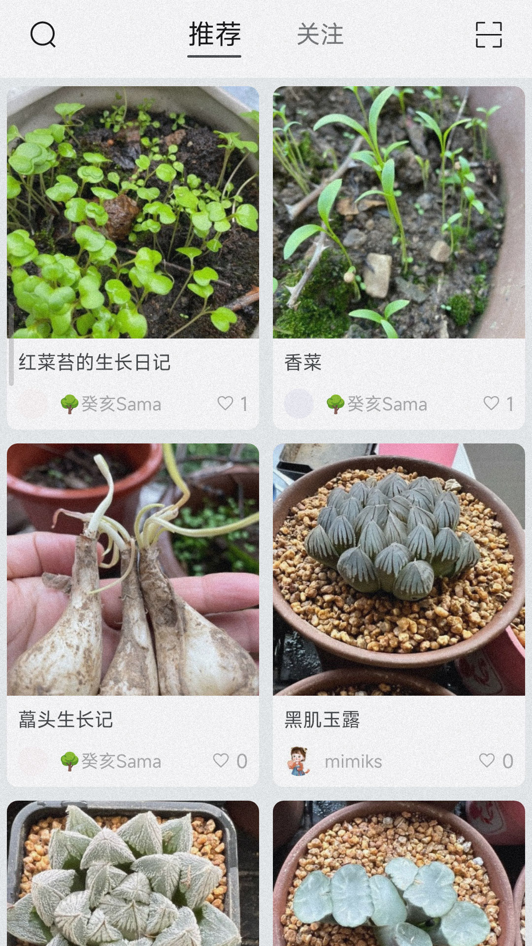 小植物记录-图3