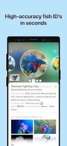 Picture Fish-图3