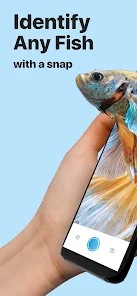Picture Fish-图2