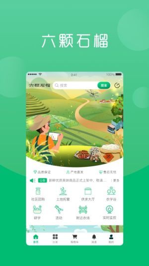 六棵石榴-图3