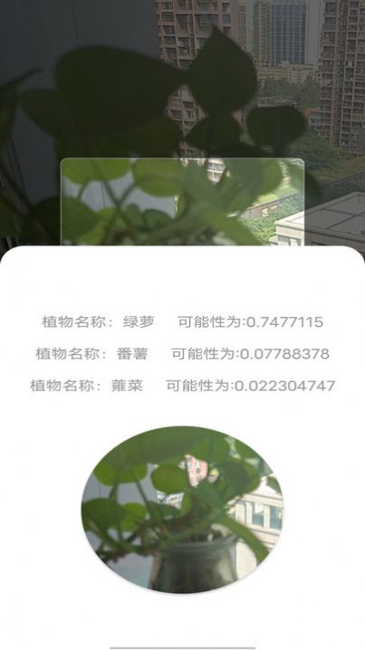 拍照识别植物弛意版-图2