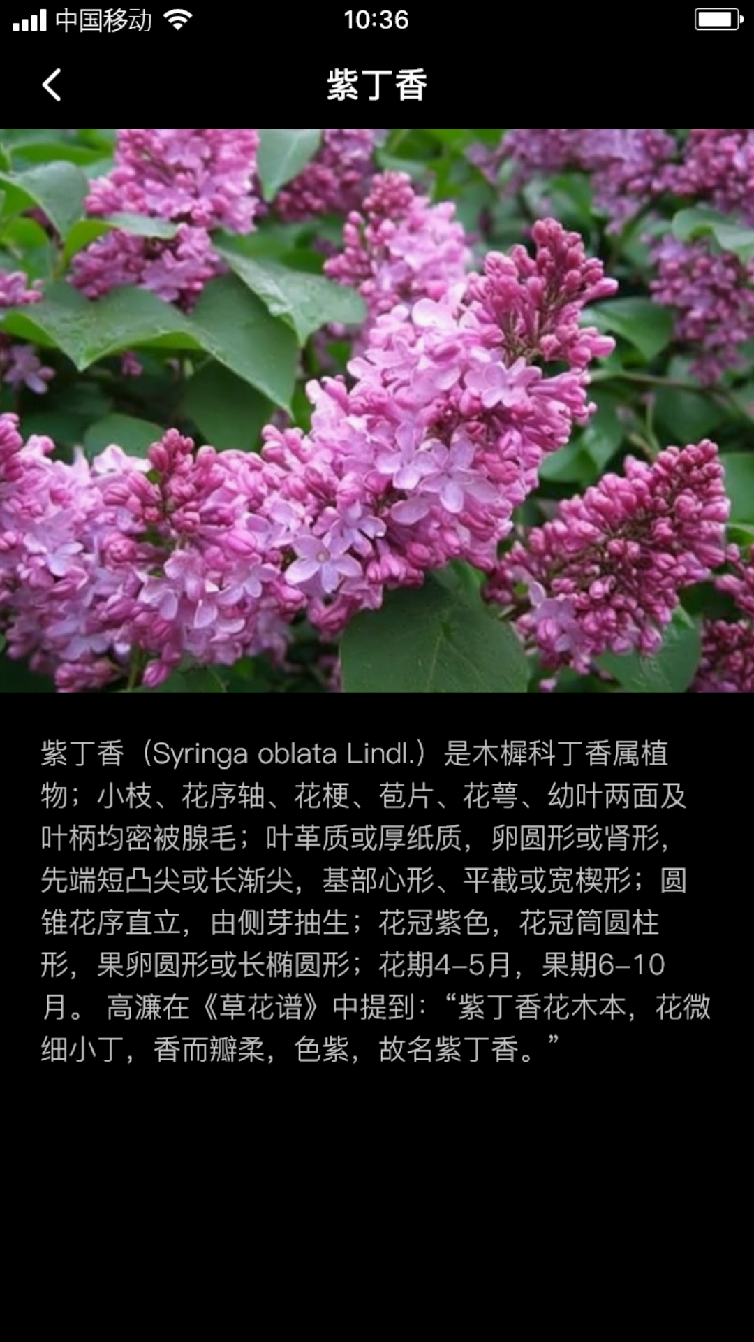 丁香花瓣